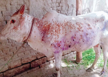 बैतडीमा ‘लम्पी स्किन’ रोगबाट पशुचौपाया मर्न थाले