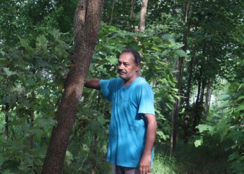 कञ्चनपुरमा रक्तचन्दन र श्रीखण्डको व्यावसायिक खेती