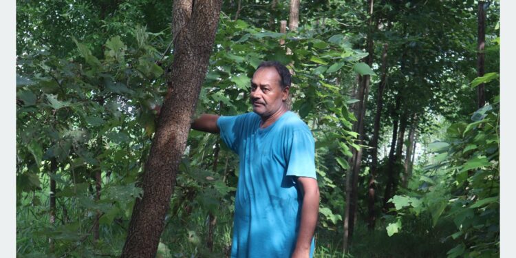 कञ्चनपुरमा रक्तचन्दन र श्रीखण्डको व्यावसायिक खेती