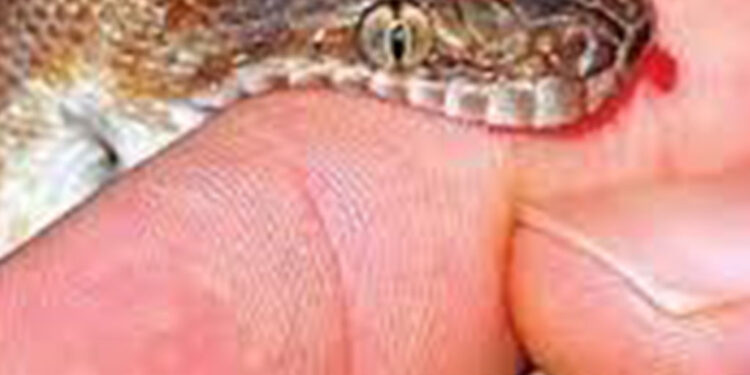 सर्पले डसेर दुई बालकको मृत्यु