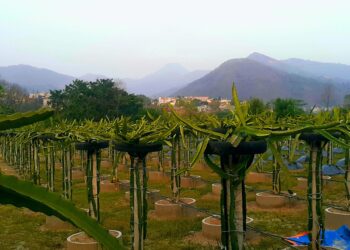 व्यावसायिक ड्रागन फ्रुट खेती