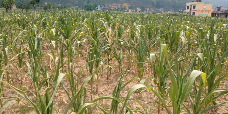 खडेरीले कृषि बालीमा असर