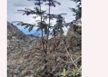 क्यान्सर रोग निको पार्ने जडीबुटी संरक्षण गरिँदै