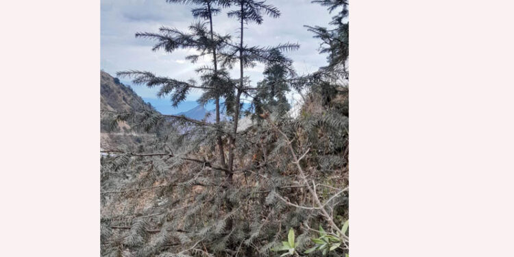 क्यान्सर रोग निको पार्ने जडीबुटी संरक्षण गरिँदै