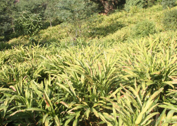 कृषिमा आत्मनिर्भर बनाउन ‘अध्यक्ष कृषि आयोजना’