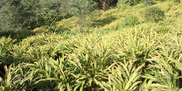 कृषिमा आत्मनिर्भर बनाउन ‘अध्यक्ष कृषि आयोजना’