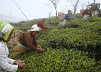चिया उद्योगलाई अर्गानिक प्रमाणीकरणमा सहयोग