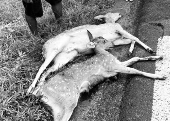 सवारीको ठक्करबाट दुई हरिणको मृत्यु