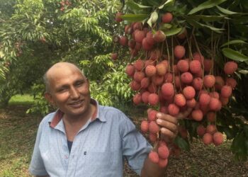 पालुङटारका कृषकले बिक्री गरे १२ करोड रुपियाँको लिची