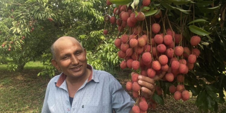 पालुङटारका कृषकले बिक्री गरे १२ करोड रुपियाँको लिची