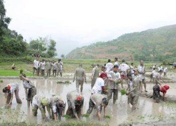 रामेछापमा अझै हुन सकेन धान रोपाइँ, खडेरीले बाली सुक्यो