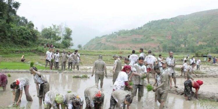रामेछापमा अझै हुन सकेन धान रोपाइँ, खडेरीले बाली सुक्यो