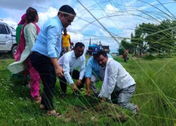 सौन्दर्यीकरणका लागि वृक्षारोपण