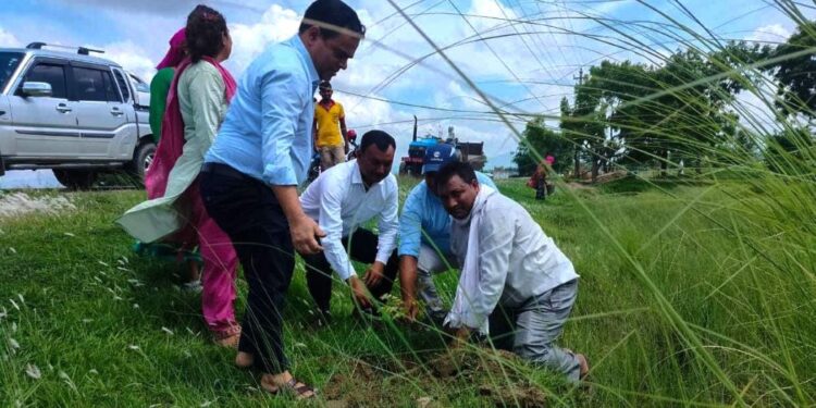 सौन्दर्यीकरणका लागि वृक्षारोपण