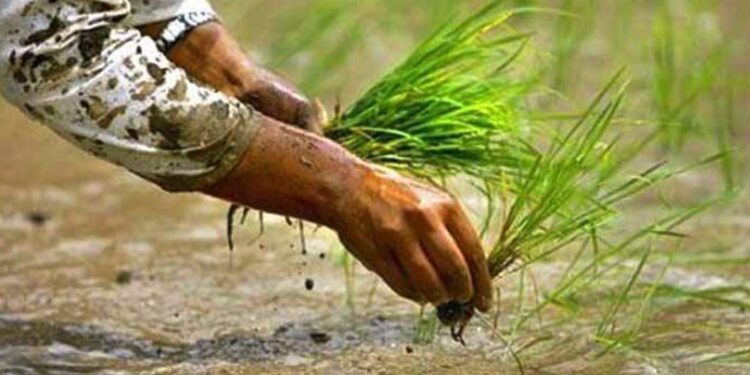 मधेस प्रदेशमा नौ प्रतिशत मात्र धान रोपाइँ