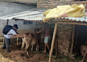 लम्पी स्किन नियन्त्रण गर्न गोठ-गोठमा पशु प्राविधिक