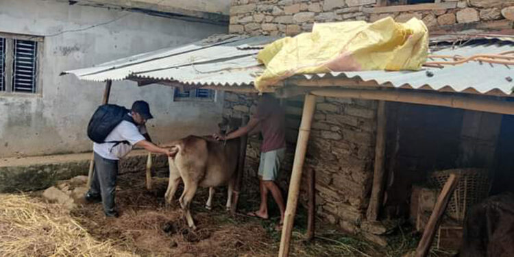 लम्पी स्किन नियन्त्रण गर्न गोठ-गोठमा पशु प्राविधिक