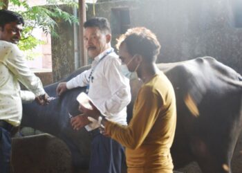 पशु चौपायालाई लम्पी स्किनविरुद्धको खोप