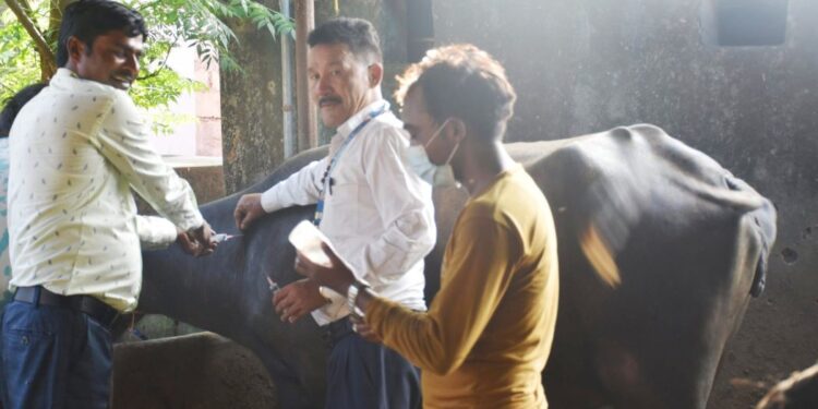 पशु चौपायालाई लम्पी स्किनविरुद्धको खोप