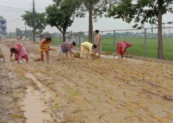 स्थानीयद्वारा सडकमै धान रोपाइँ