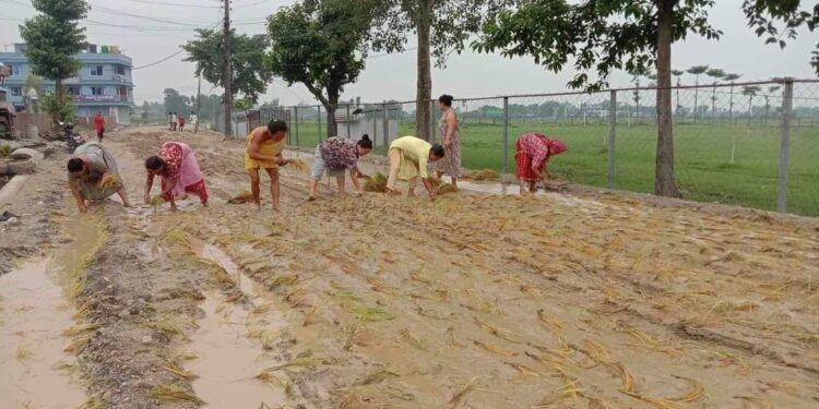 स्थानीयद्वारा सडकमै धान रोपाइँ