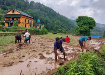 खोटाङमा ५० प्रतिशत मात्रै रोपाइँ