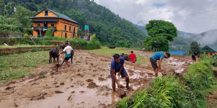 खोटाङमा ५० प्रतिशत मात्रै रोपाइँ