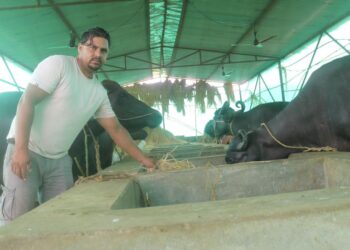 विदेशको राम्रो कमाइ त्यागेर स्वदेशमा भैंसीपालन व्यवसाय