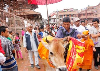 आज गाईजात्रा मनाइँदै