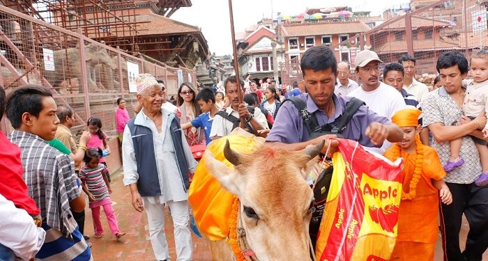 आज गाईजात्रा मनाइँदै