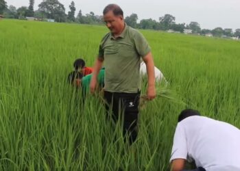 राजनीतिक गतिविधि छाडेर विप्लवका नेताहरू धान गोड्न व्यस्त (भिडियोसहित)
