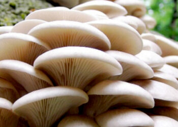 विषालु च्याउ खाँदा एकै परिवारका ७ जना बिरामी