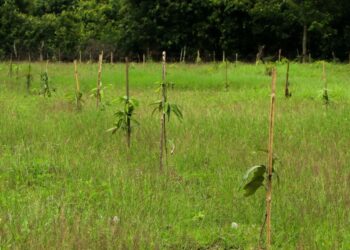 फलफूलका विरुवा हुर्काउँदै सामुदायिक वन