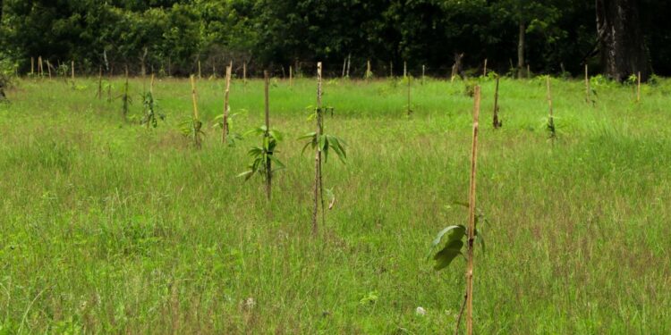 फलफूलका विरुवा हुर्काउँदै सामुदायिक वन