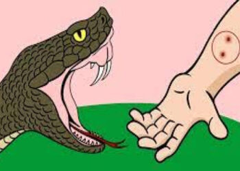 सर्पकाे टाेकाइबाट मृत्यु