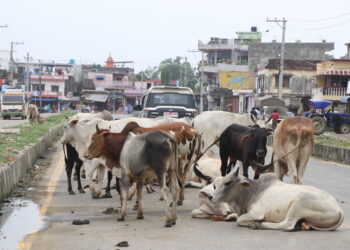 आज विश्व पशु दिवस मनाइँदै