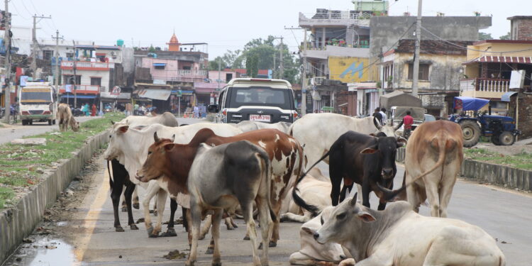 आज विश्व पशु दिवस मनाइँदै