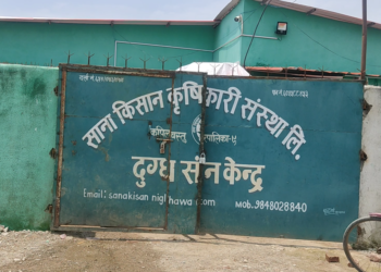 दुग्ध बेचेरै मनग्य आम्दानी गर्दै कपिलबस्तुका कृषक
