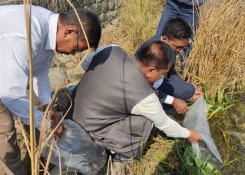 कपिलबस्तुको जगदीशपुर तालमा दश हजार माछाको भुरा छाडियो