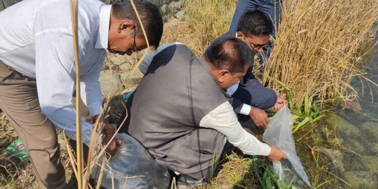 कपिलबस्तुको जगदीशपुर तालमा दश हजार माछाको भुरा छाडियो