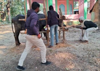 गुगौलीमा पशु स्वास्थ्य शिबिर