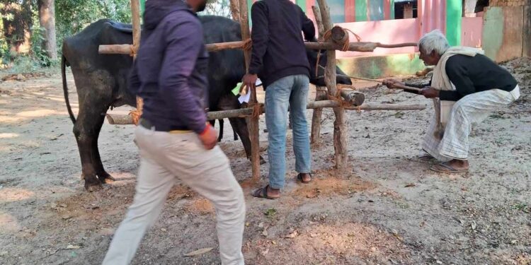 गुगौलीमा पशु स्वास्थ्य शिबिर
