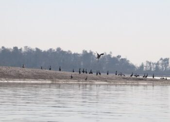 विश्वमै अति दुर्लभ मानिएको हाँस प्रजातिको बैकाल गैरी चरा नारायणी नदीमा फेला