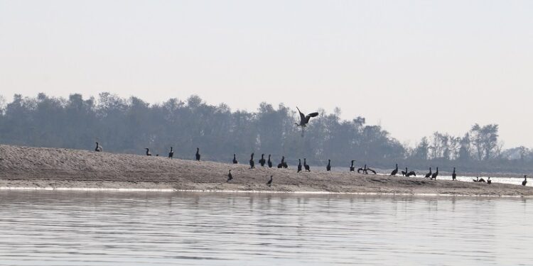 विश्वमै अति दुर्लभ मानिएको हाँस प्रजातिको बैकाल गैरी चरा नारायणी नदीमा फेला