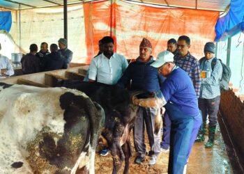 पशु बाँझोपनको समस्या समाधान गर्न गोठमा पुगेर उपचार