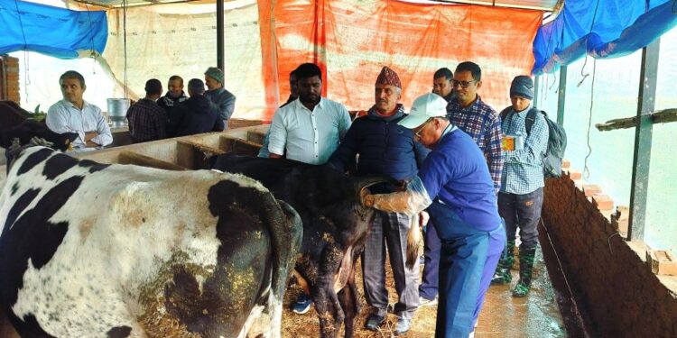 पशु बाँझोपनको समस्या समाधान गर्न गोठमा पुगेर उपचार