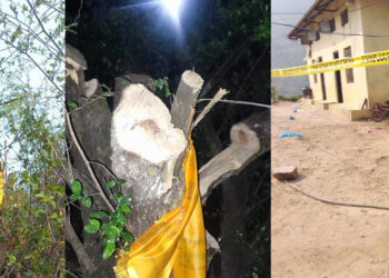 अज्ञात समूहद्धारा काटिएको बुद्धचित्तको रुख