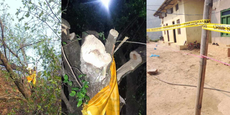 अज्ञात समूहद्धारा काटिएको बुद्धचित्तको रुख