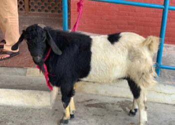 देबीको नाममा छाडिएको बोका चोरेको आरोप २ जना युवा पक्राउ