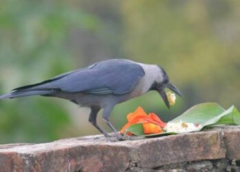 यमपञ्चकको पहिलो दिन,आज काग तिहार